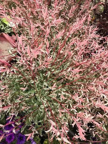 Salix integra 'Flamingo'