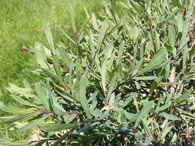 Salix Purpurea 'Nana' Dwarf Purple Willow