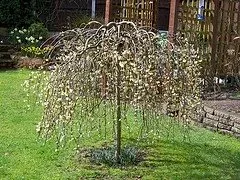 Salix caprea 'Kilmarnock'
