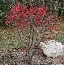Ilex verticillata 'Sparkleberry'
