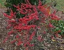 Ilex verticillata 'Red Sprite'