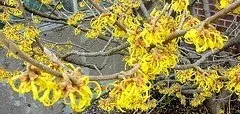 Witch Hazel blooms