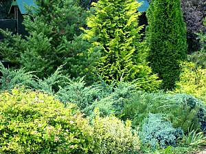Large Landscaping Shrubs