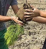 Remove evergreen from containers