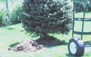 Planting B B evergreen