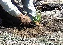 Conifer Seedling