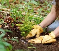 Tamping evergreen seedling