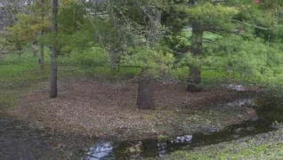 Evergreens in wet soil