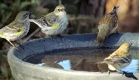 Birds Bathing by bobistraveling