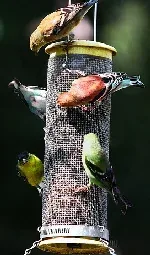Birds feeding by Rennell Stowe