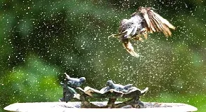 Bird in flight by Brian Wolf