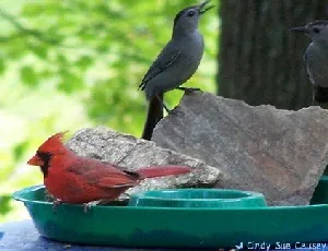 Cardinal and Catbird by Cindy Sue Causey
