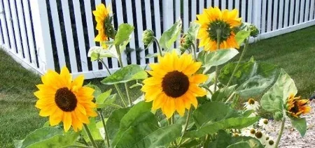 Cutting sunflowers by Midwest Gardening