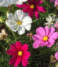 Cosmos by Sally