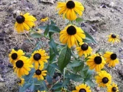 Rudbeckia fulgida 'Early Bird Gold' by Midwest Gardening