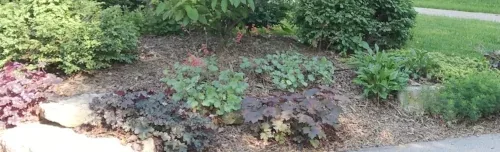 Dry Shade Plants by Midwest Gardening