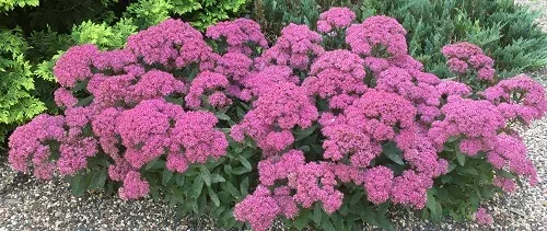 Sedum by Midwest Gardening