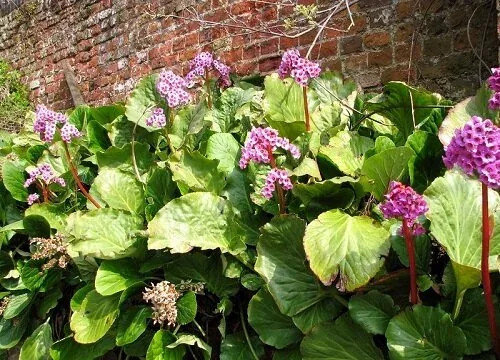 Begenia cordifolia