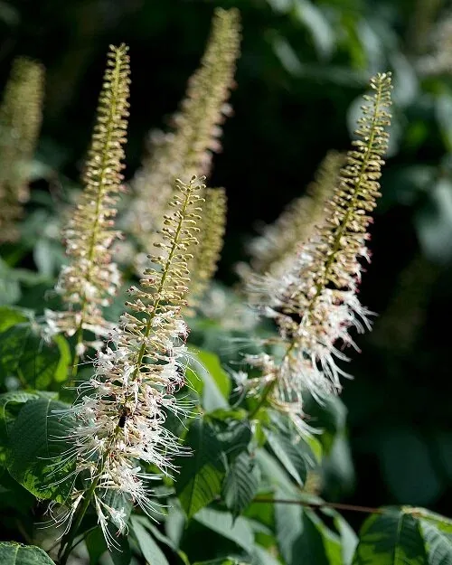 Aesculus parviflora (Bottlebrush Buckeye
