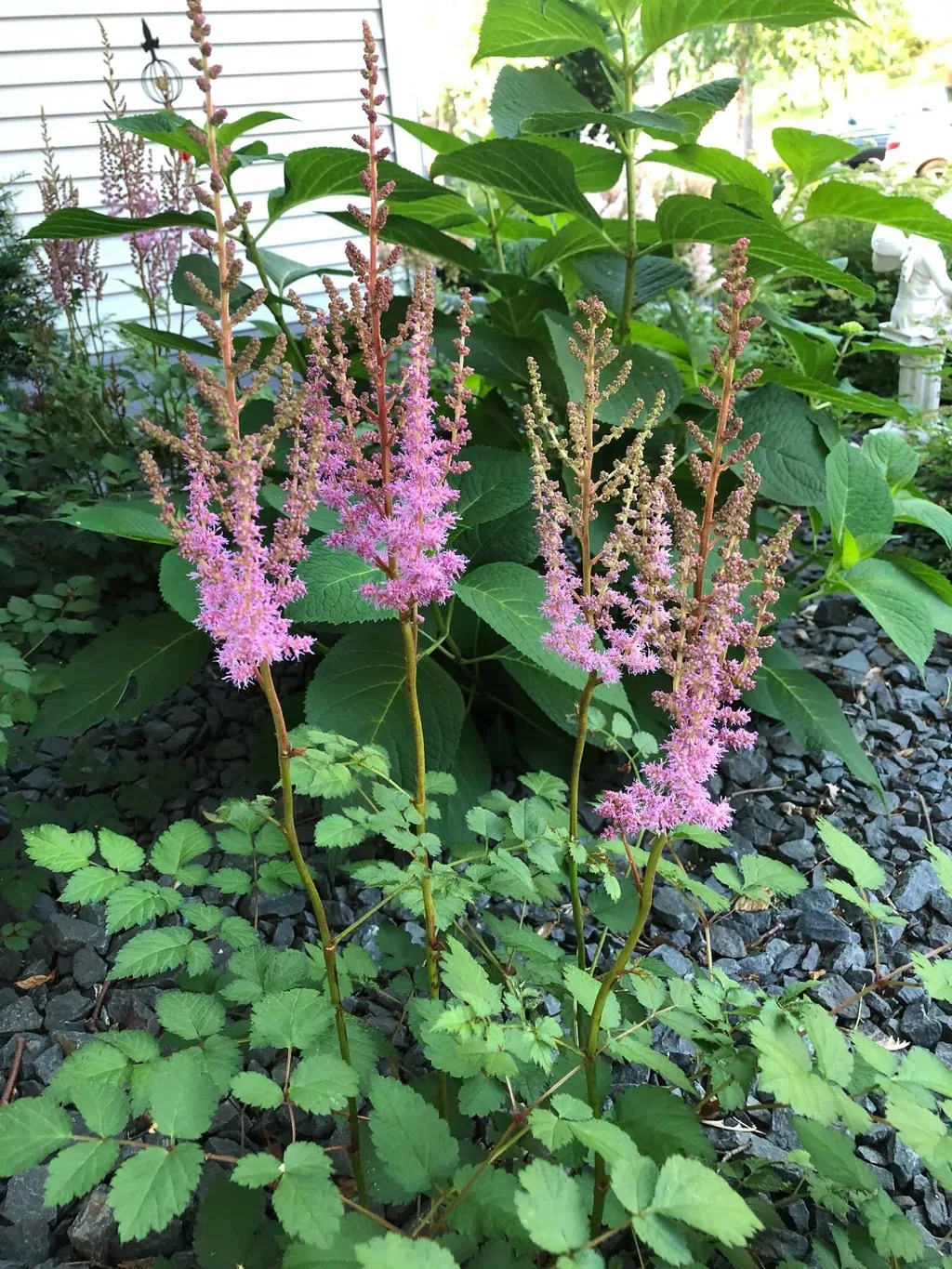 Astilbe