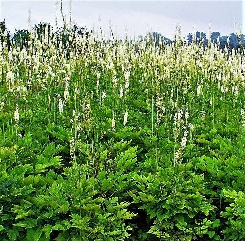 Actaea racemosa bugbane