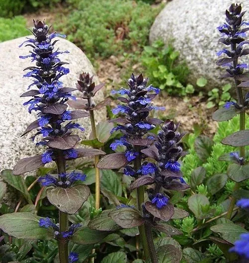 Ajuga reptans