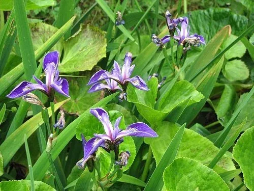 Blue Flag Iris (Iris versicolor)