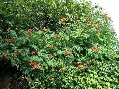 Campsis radicans Trumpet creeper