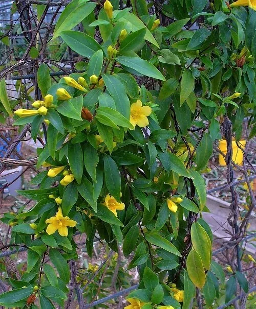 Gelsemium sempervirens Carolina Jessamine