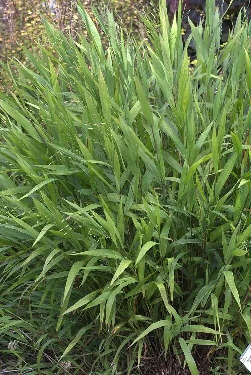 Chasmanthium latifolium Northern Sea Oats