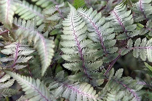 Athyrium nipponicum Painted fern