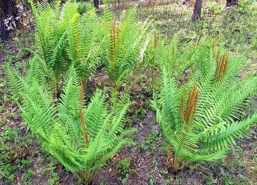 Cinnamon Fern