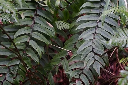 Fortune's Holly fern (Cyrtomium fortunei)
