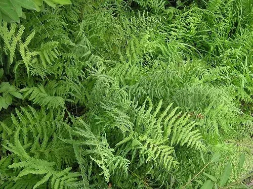 Thelypteris palustris Marsh fern