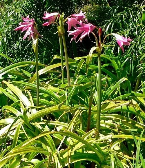 Crinum powellii