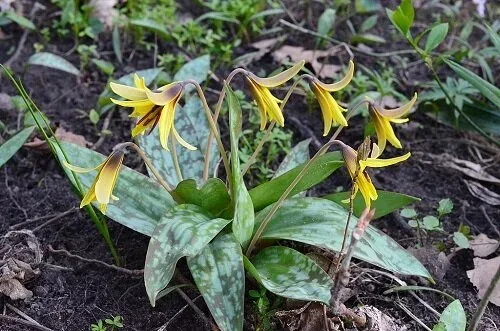 Erythronium americanum Yellow Trout Lily