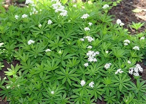 Galium odoratum Sweet Woodruff