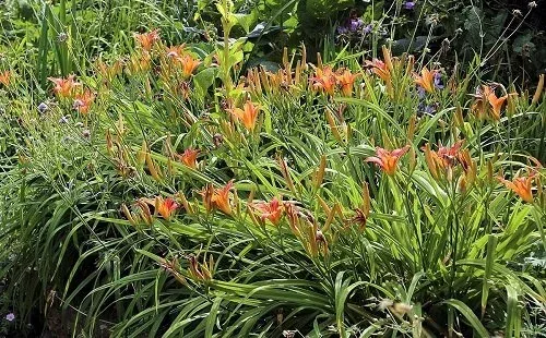 'Hemerocallis fulva' Daylily
