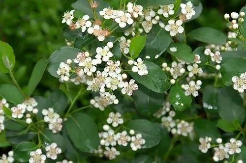 Ilex verticillata Red Sprite
