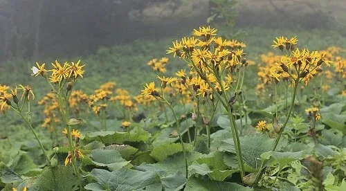 Ligularia dentata
