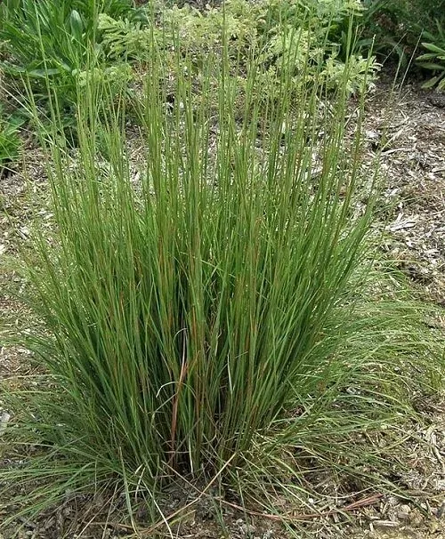 Little Bluestem