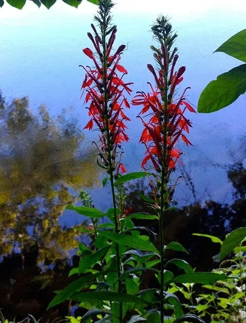 Lobelia cardinalis Red Cardinal Flower