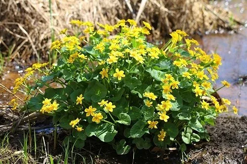 Marsh Marigold Caltha palustris