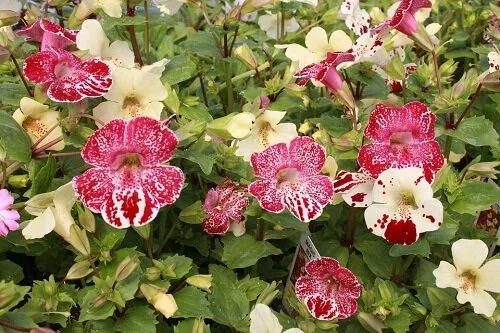 Monkey Flower