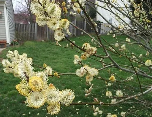 Pussy Willow