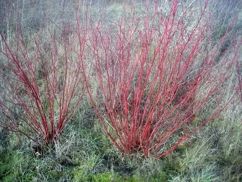 Tatarian Dogwood Cornus Alba