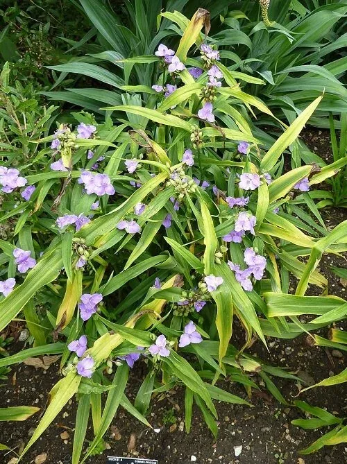 Tradescantia virginiana (Virginia Spiderwort)