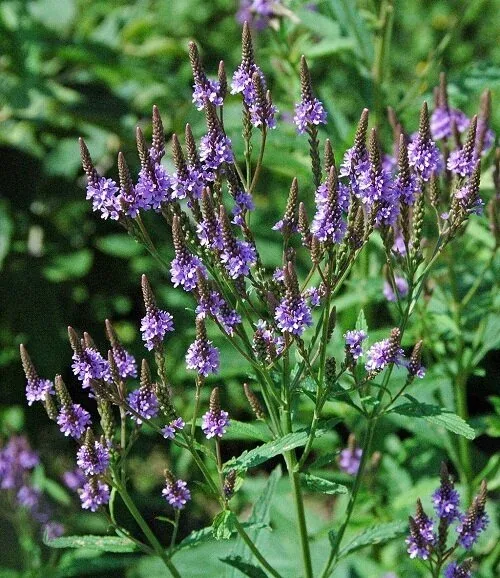 Verbena hastata (blue vervain)