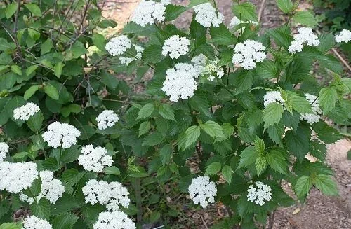 Viburnum dentatum