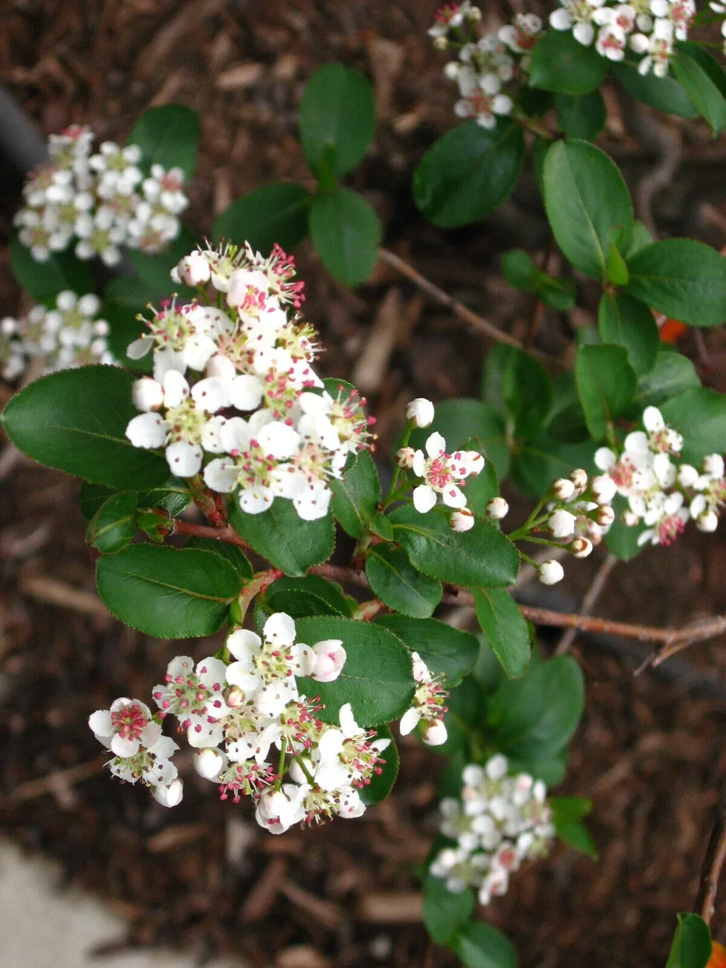 Aronia melanocarpa